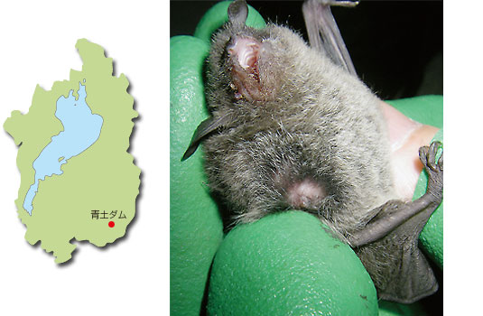 モモジロコウモリの乳頭