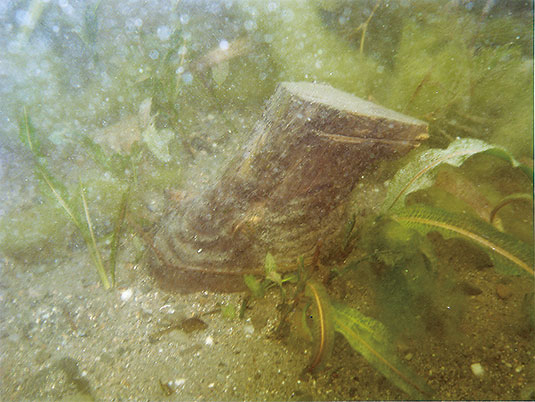 下坂浜町沖で発見された株（上端は資料採取のため切断している）