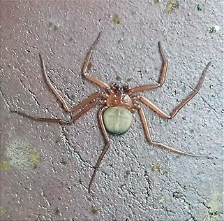 重ねた植木鉢の内側に潜むヒトエグモ雄 （2017年３月、大津市、清水良篤氏撮影）