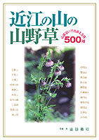 近江の山の山野草