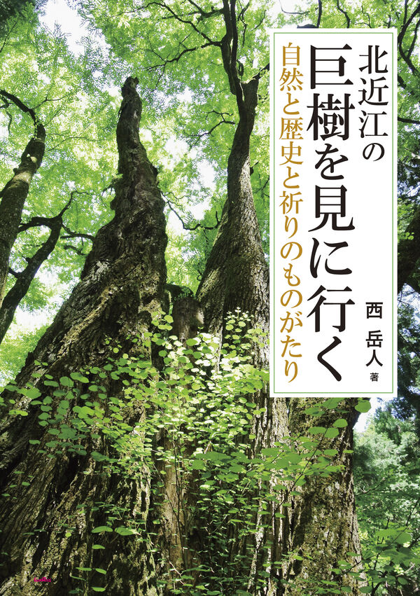 北近江の巨樹を見に行く