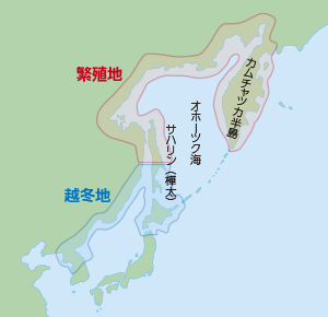 オオワシの繁殖地と越冬地