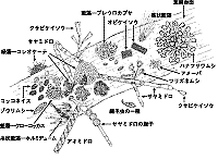顕微鏡で見た付着状況の概念図