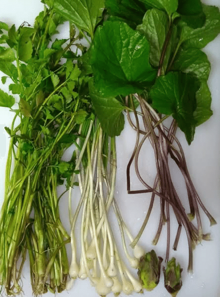 春の恵みを探しに