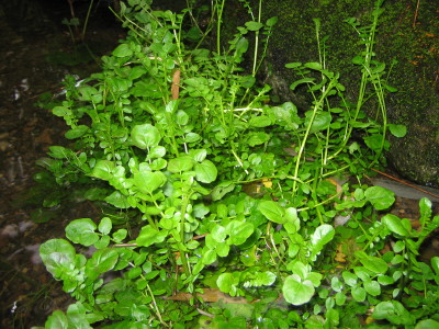 kureson1IMG0001.jpg