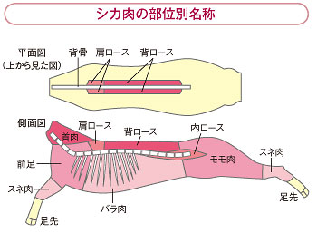 シカ肉の部位別名称