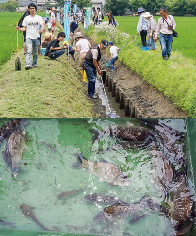 「魚のゆりかご水田」観察会