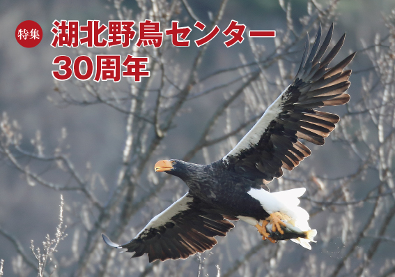 特集　湖北野鳥センター30周年