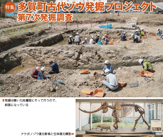特集:多賀町古代ゾウ発掘プロジェクト 第7次発掘調査