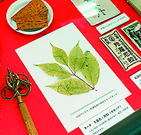 137kihada 山伏の薬「陀羅尼助」の原料となったキハダ
