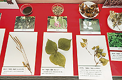 137yakuyou 忍者が用いたさまざまな薬用植物