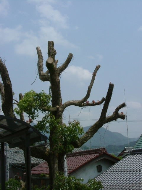 2006_0610hikone0002.JPG