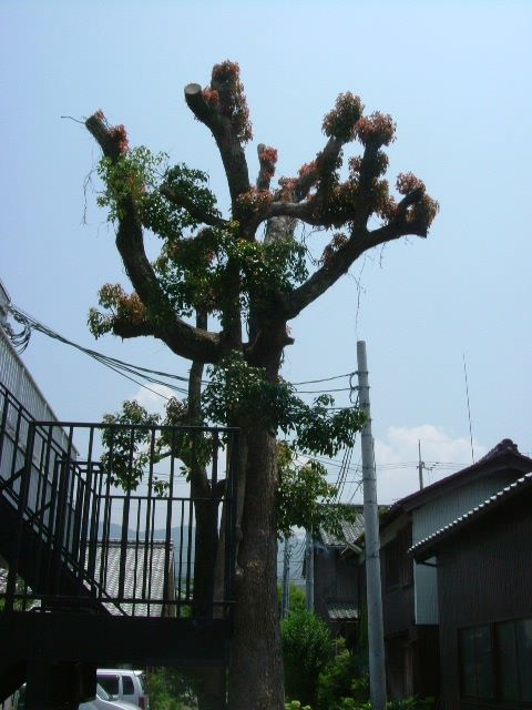 2006_0613木綿屋0001.JPG