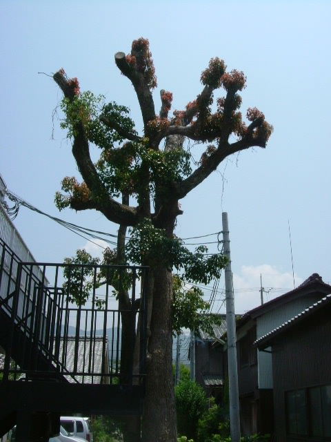 2006_0613木綿屋0001.JPG